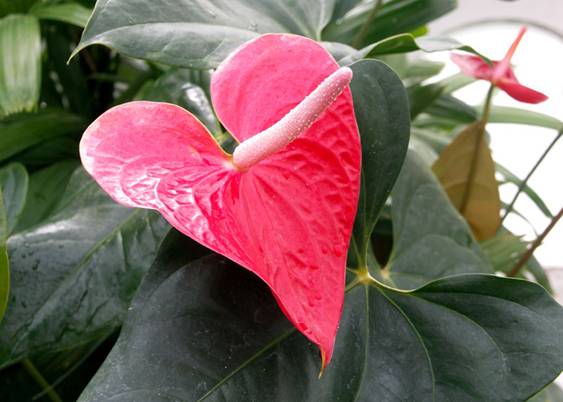 Anthurium andraeanum - Flamingo