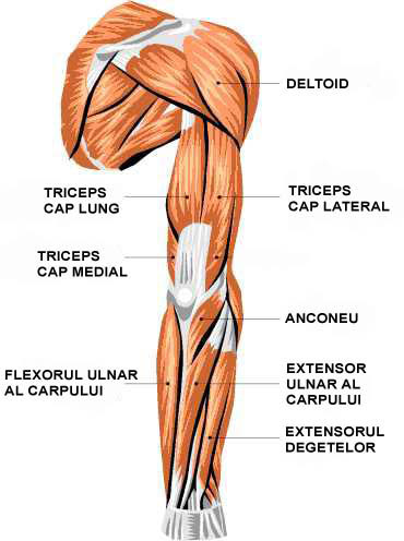 Musculatura brat vedere fata