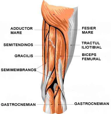 Musculatura coapsa vedere spate