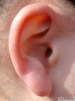 Ear