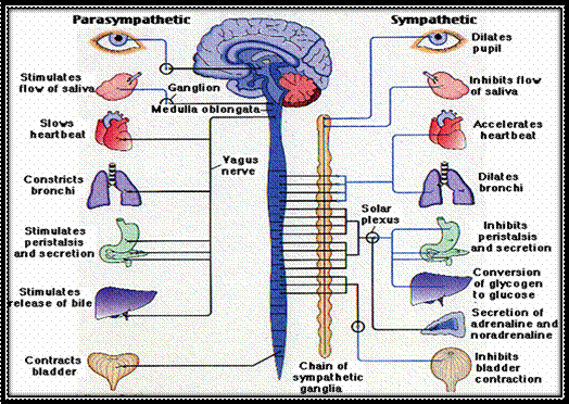 autonomic.gif