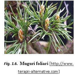 Text Box:  
Fig. 1.6.  Muguri foliari [https://www. terapii-alternative.com]
