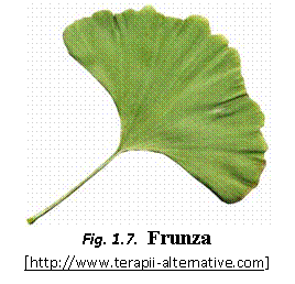 Text Box:  
Fig. 1.7.  Frunza
[https://www.terapii-alternative.com]
