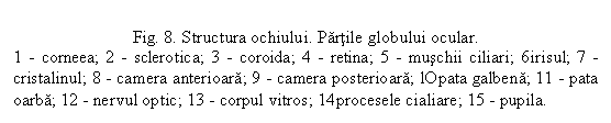 Text Box: Fig. 8. Structura ochiului. Partile globului ocular.
1 - corneea; 2 - sclerotica; 3 - coroida; 4 - retina; 5 - muschii ciliari; 6irisul; 7 - cristalinul; 8 - camera anterioara; 9 - camera posterioara; lOpata galbena; 11 - pata oarba; 12 - nervul optic; 13 - corpul vitros; 14procesele cialiare; 15 - pupila.
